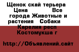 Щенок скай терьера › Цена ­ 20 000 - Все города Животные и растения » Собаки   . Карелия респ.,Костомукша г.